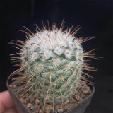 Mammillaria bombycina Cactus for Sale | Silken Pincushion Cactus with Red Hooks & Silver Spines
