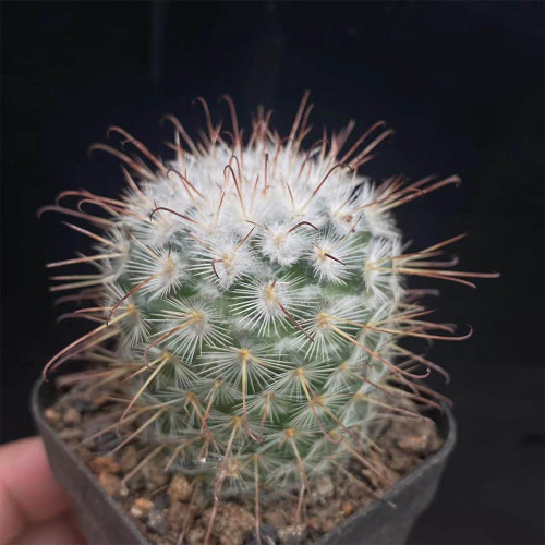 Mammillaria bombycina Cactus for Sale | Silken Pincushion Cactus with Red Hooks & Silver Spines