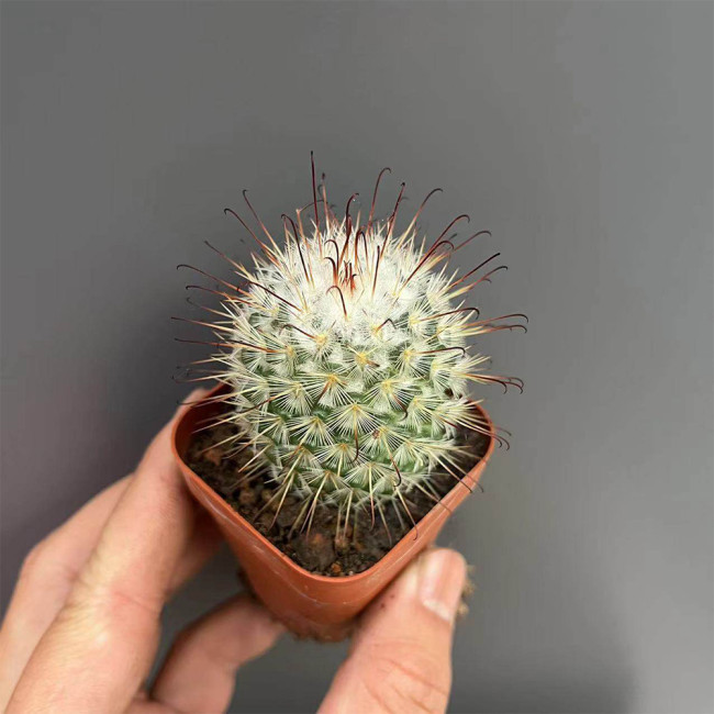 Mammillaria bombycina Cactus for Sale | Silken Pincushion Cactus with Red Hooks & Silver Spines