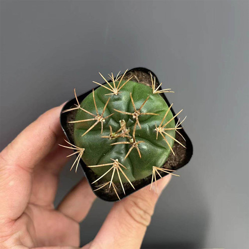 Gymnocalycium eurypleurum Cactus | Golden Spines, White Flowers, Low-Maintenance Globular Succulent for Beginners