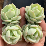 Echeveria cv. 'Love Song' - Highly adaptable, with beautiful foliage and easy to care for