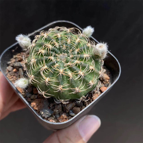 Lobivia famatimensis Cactus | Beginner-Friendly Flowering Succulent, Compact Cactus for Windowsills & Small Spaces