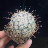 Mammillaria bombycina Cactus for Sale | Silken Pincushion Cactus with Red Hooks & Silver Spines