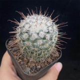 Mammillaria bombycina Cactus for Sale | Silken Pincushion Cactus with Red Hooks & Silver Spines
