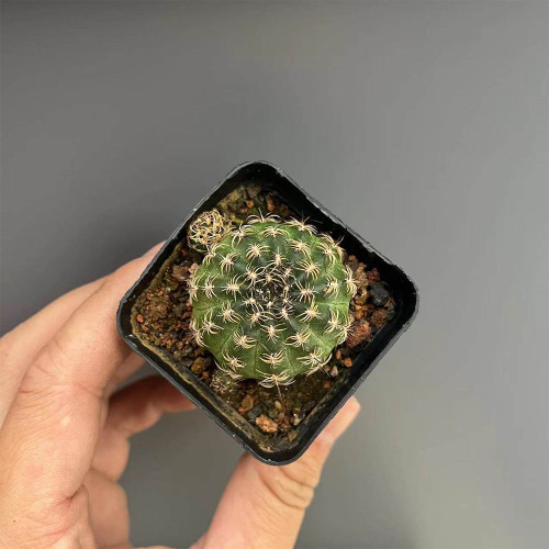 Lobivia famatimensis Cactus | Beginner-Friendly Flowering Succulent, Compact Cactus for Windowsills & Small Spaces