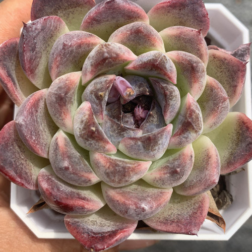 Echeveria cv. 'Purple Fairy'‌ - Sun-Loving, Drought-Tolerant, Low Maintenance Plant