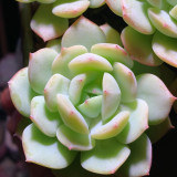 Echeveria cv. 'Love Song' - Highly adaptable, with beautiful foliage and easy to care for