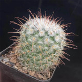 Mammillaria bombycina Cactus for Sale | Silken Pincushion Cactus with Red Hooks & Silver Spines