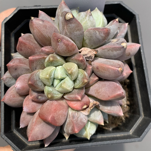 Echeveria cv. 'Illusion' - Vibrant Colors, Plump Leaves, Eye-Catching Display