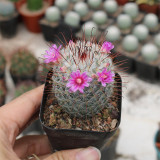 Mammillaria bombycina Cactus for Sale | Silken Pincushion Cactus with Red Hooks & Silver Spines