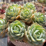 Echeveria cv. 'Love Song' - Highly adaptable, with beautiful foliage and easy to care for