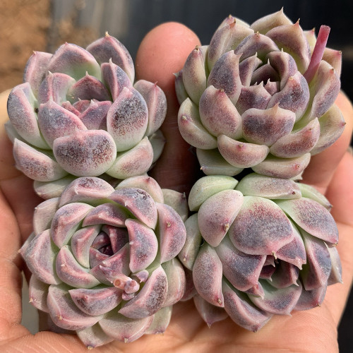 Echeveria cv. 'Purple Fairy'‌ - Sun-Loving, Drought-Tolerant, Low Maintenance Plant