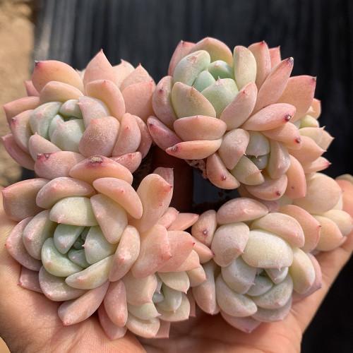 Echeveria cv. 'Snow of Dreams' - Drought-Tolerant, Easy to Care for, Suitable for Full Sun and Home Gardening