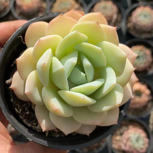 Echeveria cv. 'Love Song' - Highly adaptable, with beautiful foliage and easy to care for