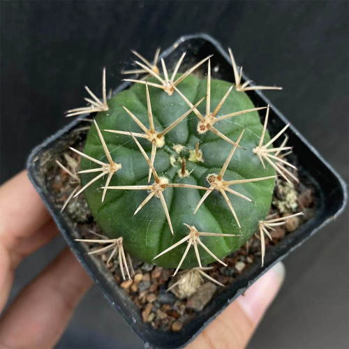 Gymnocalycium eurypleurum Cactus | Golden Spines, White Flowers, Low-Maintenance Globular Succulent for Beginners