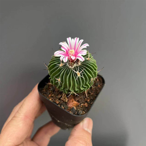 Echinofossulocactus multicostatus | Pink-White Blooms, Low-Maintenance Indoor Succulent for Beginners