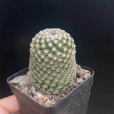 Mammillaria matudae Cactus for Sale | Compact Columnar Succulent, Low Maintenance Indoor Plant for Beginners
