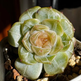 Echeveria 'White Lotus' - Beginner-Friendly, Compact Growth, Adaptable for Pots