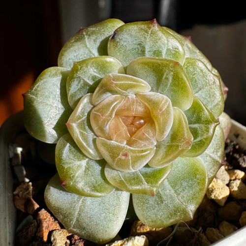 Echeveria 'White Lotus' - Beginner-Friendly, Compact Growth, Adaptable for Pots