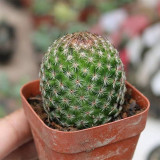 Mammillaria matudae Cactus for Sale | Compact Columnar Succulent, Low Maintenance Indoor Plant for Beginners