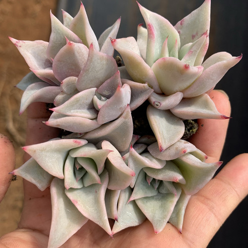 Echeveria cv. 'Dumpling Wrapper' - A rare succulent, perfect for potted displays and creative arrangements