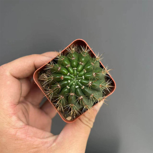 Parodia ottonis Pink Flower Cactus for Sale | Compact, Low-Maintenance Indoor Cactus, Beginner Friendly Succulent Plant