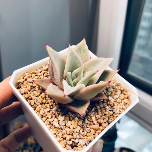 Echeveria cv. 'Dumpling Wrapper' - A rare succulent, perfect for potted displays and creative arrangements