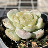 Echeveria 'White Lotus' - Beginner-Friendly, Compact Growth, Adaptable for Pots