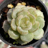 Echeveria 'White Lotus' - Beginner-Friendly, Compact Growth, Adaptable for Pots