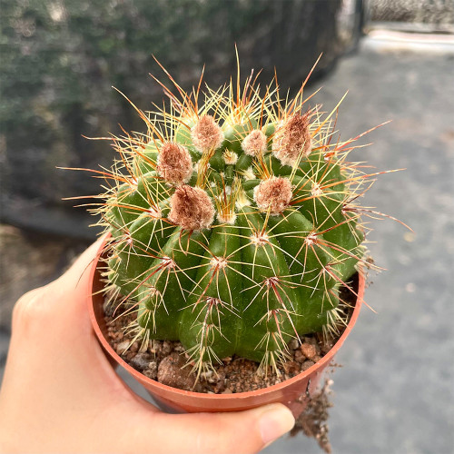 Parodia ottonis Pink Flower Cactus for Sale | Compact, Low-Maintenance Indoor Cactus, Beginner Friendly Succulent Plant