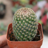Mammillaria matudae Cactus for Sale | Compact Columnar Succulent, Low Maintenance Indoor Plant for Beginners