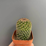 Mammillaria matudae Cactus for Sale | Compact Columnar Succulent, Low Maintenance Indoor Plant for Beginners