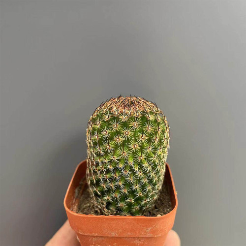 Mammillaria matudae Cactus for Sale | Compact Columnar Succulent, Low Maintenance Indoor Plant for Beginners