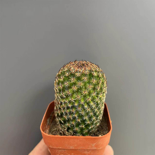 Mammillaria matudae Cactus for Sale | Compact Columnar Succulent, Low Maintenance Indoor Plant for Beginners