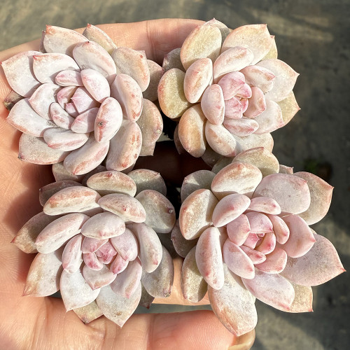 Echeveria cv. 'Starlight Orange' - easy to care for, highly aesthetic, and perfect for beginners