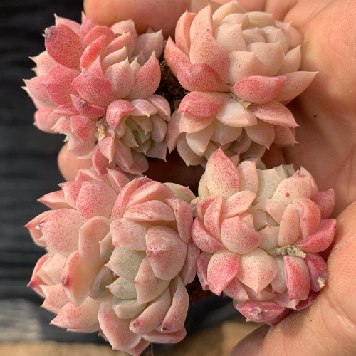 Echeveria cv. 'Red Queen' - Vibrant Red Succulent, Easy to Care for, Highly Ornamental