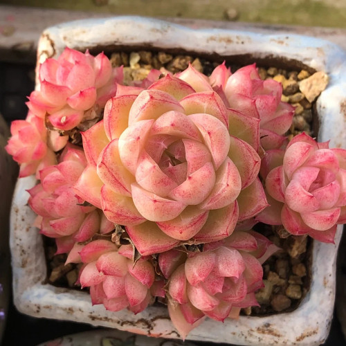 Echeveria cv. 'Red Queen' - Vibrant Red Succulent, Easy to Care for, Highly Ornamental