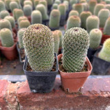 Mammillaria matudae Cactus for Sale | Compact Columnar Succulent, Low Maintenance Indoor Plant for Beginners
