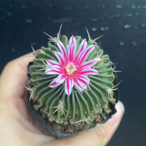 Echinofossulocactus multicostatus | Pink-White Blooms, Low-Maintenance Indoor Succulent for Beginners