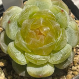 Echeveria 'White Lotus' - Beginner-Friendly, Compact Growth, Adaptable for Pots