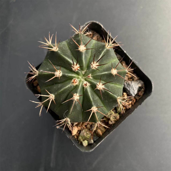 Melocactus caesius Cactus for Sale | Rare Flowering Crown Plant, Low-Maintenance Indoor Succulent