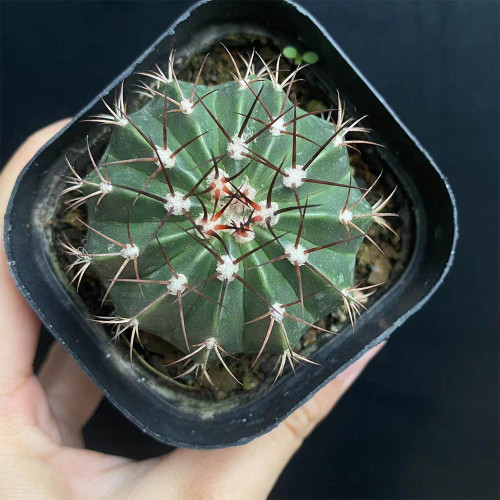 Melocactus caesius Cactus for Sale | Rare Flowering Crown Plant, Low-Maintenance Indoor Succulent