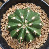 Melocactus caesius Cactus for Sale | Rare Flowering Crown Plant, Low-Maintenance Indoor Succulent