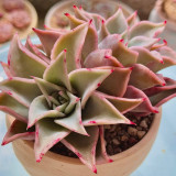 Echeveria cv. 'Dumpling Wrapper' - A rare succulent, perfect for potted displays and creative arrangements