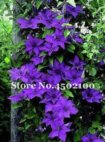 Colorful Climbing Clematis Seed Clematis Vine Perennial Flower (Color: 12)
