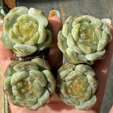 Echeveria 'White Lotus' - Beginner-Friendly, Compact Growth, Adaptable for Pots