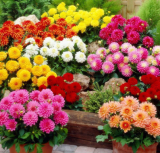 Dahlia Bulbs Flower Courage and Lucky for Home Garden