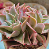 Echeveria cv. 'Dumpling Wrapper' - A rare succulent, perfect for potted displays and creative arrangements