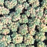 Echeveria cv. 'Bubblegum' - A sun-loving, plump premium succulent, perfect for succulent enthusiasts