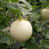 Super Sweet White Jade No.2 Melon Seeds - Early-Maturing, High-Yield, Highly Adaptable